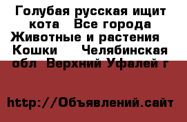 Голубая русская ищит кота - Все города Животные и растения » Кошки   . Челябинская обл.,Верхний Уфалей г.